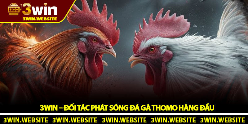 3Win – Đối Tác Phát Sóng Đá gà Thomo Hàng Đầu
