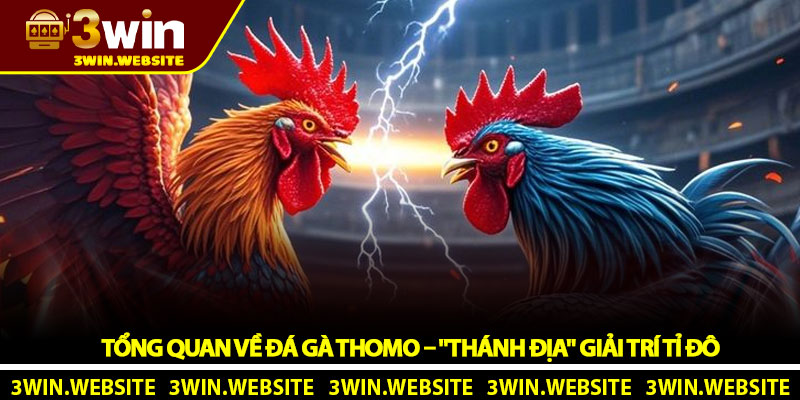 Tổng Quan Về Đá gà Thomo – "Thánh Địa" Giải Trí Tỉ Đô